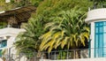 Beautiful palm trees Canary Island Date Palm Phoenix canariensis in Sochi embankment. Luxury leaves palm trees between modern bu Royalty Free Stock Photo