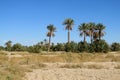 Beautiful palm trees in desert