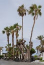 Beautiful palm trees at the entrance to Lago Martianez Water Park, Puerto de la Cruz, Tenerife, Canary Islands, Spain Royalty Free Stock Photo