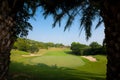 Beautiful palm trees in golf course. Royalty Free Stock Photo