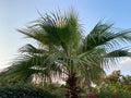 Beautiful palm trees with green fluffy sweeping juicy large leaves against the blue sky in a tourist warm eastern tropical country