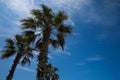 Beautiful palm trees with leaves against blue sky, low angle view Royalty Free Stock Photo