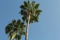 Beautiful palm trees with green leaves against blue sky, low angle view Royalty Free Stock Photo