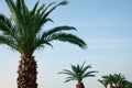 Beautiful palm trees with green leaves against sky. Tropical plant Royalty Free Stock Photo