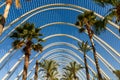 Beautiful Palm Trees In Greenhouse