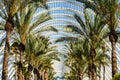 Beautiful Palm Trees In Greenhouse