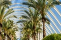 Beautiful Palm Trees In Greenhouse