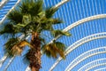 Beautiful Palm Trees In Greenhouse