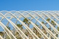 Beautiful Palm Trees In Greenhouse