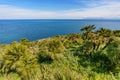 Beautiful palm trees growing in a mountainous slope near the sea and overlooking the sea