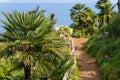 Beautiful palm trees growing in a mountainous slope near the sea and overlooking the sea