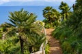 Beautiful palm trees growing in a mountainous slope near the sea and overlooking the sea
