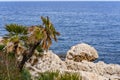 Beautiful palm trees growing in a mountainous slope near the sea and overlooking the sea