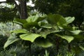 Palm trees singapore botanic garden Royalty Free Stock Photo