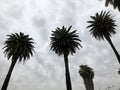 Beautiful Palm trees in Southern California area.