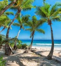 Beautiful palm trees on tropical beach