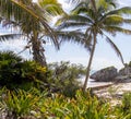 Beautiful palm trees of Tulum beach which is about a pre-Columbian city and culture that settled their cities along the Mayan Royalty Free Stock Photo