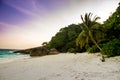 Beautiful palm on the untouched beach