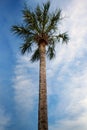 A beautiful palmetto tree.