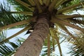 Beautiful palms coconut tree bottom view Royalty Free Stock Photo