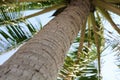 Beautiful palms coconut tree bottom view Royalty Free Stock Photo