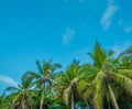 Beautiful palms over blue sky Royalty Free Stock Photo