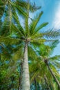 Beautiful palms over blue sky Royalty Free Stock Photo