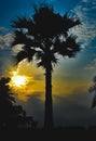 Beautiful palmtree into the forest Royalty Free Stock Photo