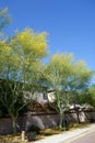 Beautiful Palo Verde along Xeriscaped Public Street in Phoenix, AZ Royalty Free Stock Photo