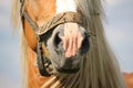 Beautiful palomino draught horse head close up Royalty Free Stock Photo
