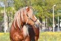 Beautiful palomino draught horse portrait