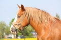 Beautiful palomino draught horse portrait Royalty Free Stock Photo