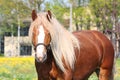 Beautiful palomino draught horse portrait Royalty Free Stock Photo