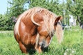 Beautiful palomino draught horse portrait Royalty Free Stock Photo