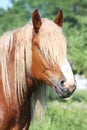 Beautiful palomino draught horse portrait Royalty Free Stock Photo