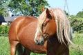 Beautiful palomino draught horse portrait Royalty Free Stock Photo