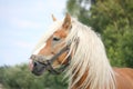 Beautiful palomino draught horse portrait Royalty Free Stock Photo