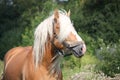 Beautiful palomino draught horse portrait Royalty Free Stock Photo