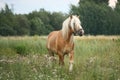 Beautiful palomino draught horse walking at the field Royalty Free Stock Photo