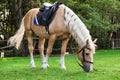 Beautiful palomino horse grazing on pasture Royalty Free Stock Photo