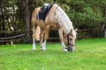Beautiful palomino horse grazing on pasture Royalty Free Stock Photo