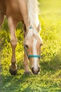 Beautiful palomino horse Royalty Free Stock Photo