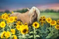 Cremello horse in sunflowers Royalty Free Stock Photo
