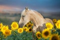 Cremello horse in sunflowers Royalty Free Stock Photo