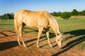 Beautiful Palomino Quarter Horse Grazing In Pen Pasture Royalty Free Stock Photo