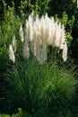 Beautiful Pampas grass in a garden Royalty Free Stock Photo