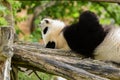 Beautiful panda in the nature