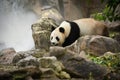 beautiful panda in the nature