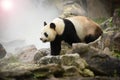 beautiful panda in the nature