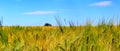 Beautiful panorama of agricultural crop and wheat fields on a sunny day in summer Royalty Free Stock Photo